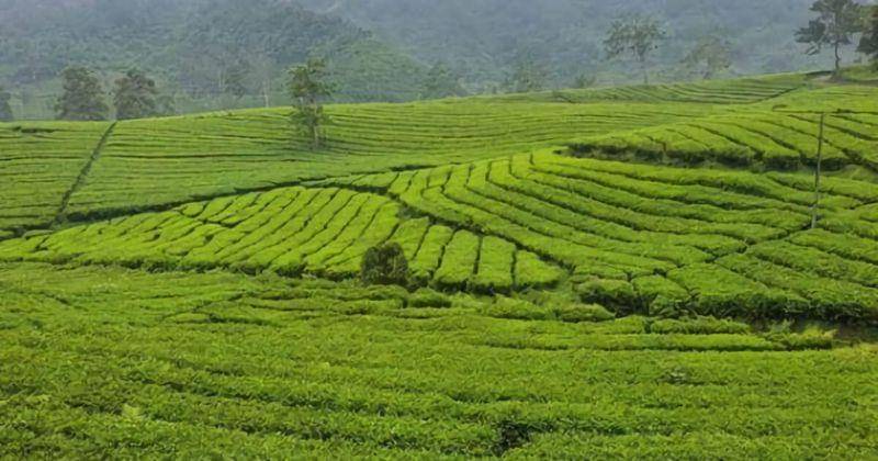 Atourin.com/Kebun Teh Ciater